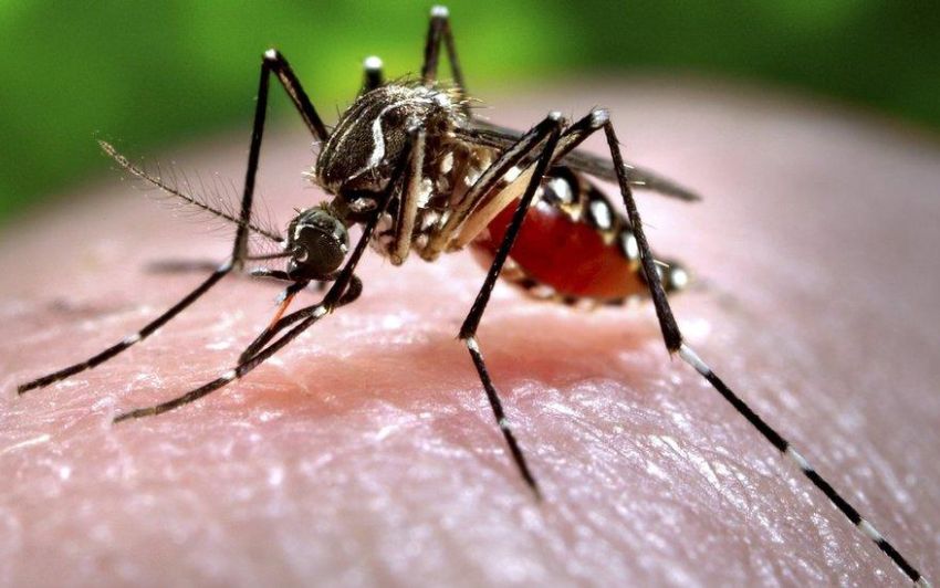 Bangladesh Reports 1,147 New Dengue Cases in Just 24 Hours