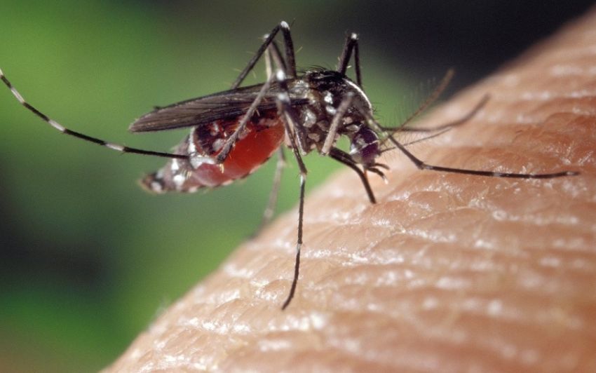 Dengue Vaccine Breakthrough: A Major Step Forward, Vaccine to Be Available Soon!
