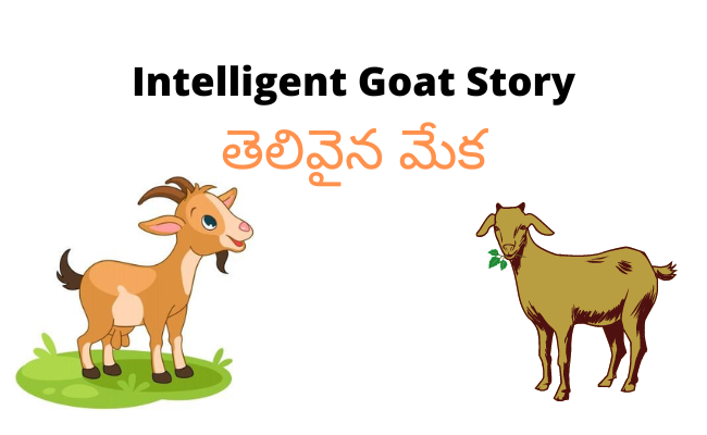 Intelligent Goat Story Telugu and English