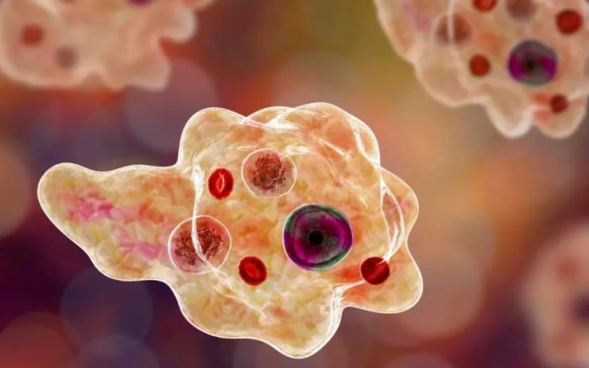 Deadly Amoeba Threat in Kerala: Devastation Caused by Invasive Parasite