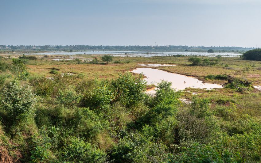 Tamil Nadu Government Builds Freshwater Ponds to Restore Mangroves in Polluted Ennore Estuary