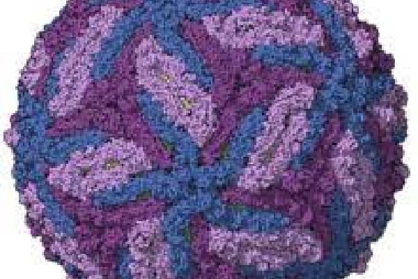 Zika Virus Detected in Karnataka District, Government on High Alert
